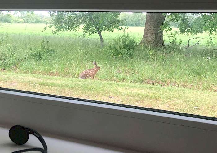 Hase vor Büro - ein seltenes Bild