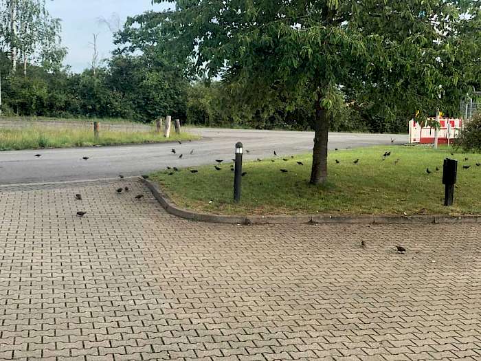 Die Kirschen sind reif...