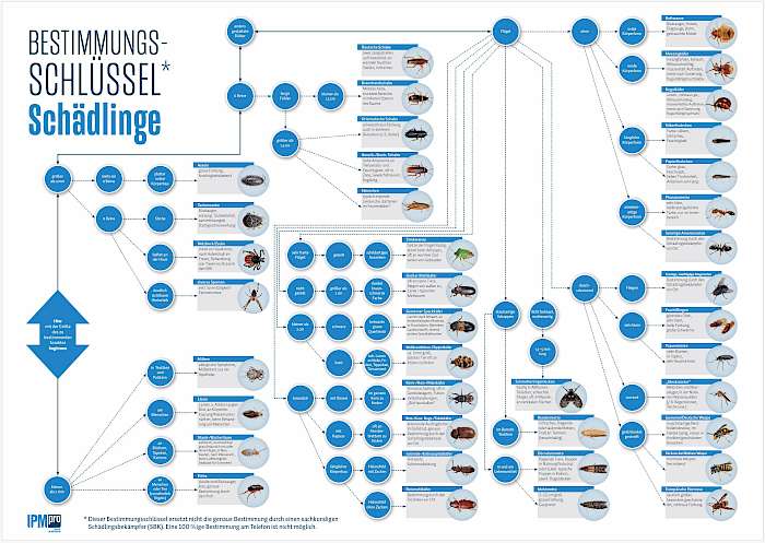 Bestimmungsschlüssel Schädlinge von IPMpro